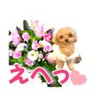 トイプーティナちゃん10お花とデカ文字編（個別スタンプ：35）