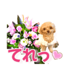 トイプーティナちゃん10お花とデカ文字編（個別スタンプ：36）