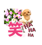 トイプーティナちゃん10お花とデカ文字編（個別スタンプ：37）