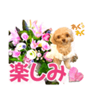 トイプーティナちゃん10お花とデカ文字編（個別スタンプ：38）
