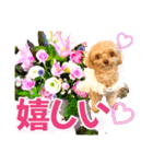 トイプーティナちゃん10お花とデカ文字編（個別スタンプ：39）