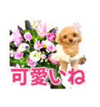 トイプーティナちゃん10お花とデカ文字編（個別スタンプ：40）