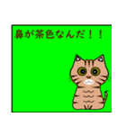 猫の種類 パート1（個別スタンプ：4）