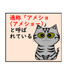 猫の種類 パート1（個別スタンプ：21）