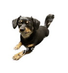 ちゃこて②（個別スタンプ：1）