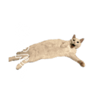 ちゃこて②（個別スタンプ：10）