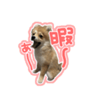 ポメラニアン ふうちゃん(ふえた)（個別スタンプ：1）
