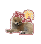 ポメラニアン ふうちゃん(ふえた)（個別スタンプ：2）