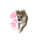 ポメラニアン ふうちゃん(ふえた)（個別スタンプ：3）