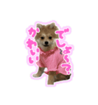 ポメラニアン ふうちゃん(ふえた)（個別スタンプ：4）
