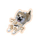 ポメラニアン ふうちゃん(ふえた)（個別スタンプ：5）