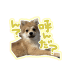 ポメラニアン ふうちゃん(ふえた)（個別スタンプ：7）