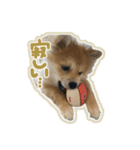 ポメラニアン ふうちゃん(ふえた)（個別スタンプ：8）