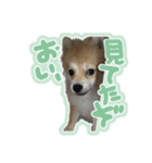 ポメラニアン ふうちゃん(ふえた)（個別スタンプ：9）
