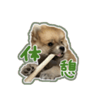 ポメラニアン ふうちゃん(ふえた)（個別スタンプ：10）