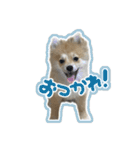 ポメラニアン ふうちゃん(ふえた)（個別スタンプ：11）