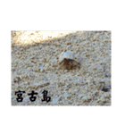 宮古島LOVE（個別スタンプ：4）