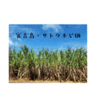 宮古島LOVE（個別スタンプ：29）