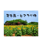 宮古島LOVE（個別スタンプ：31）