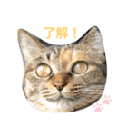 あんずちゃん其の10（個別スタンプ：1）