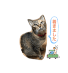 あんずちゃん其の10（個別スタンプ：5）