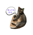 あんずちゃん其の10（個別スタンプ：8）