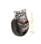 あんずちゃん其の10（個別スタンプ：11）