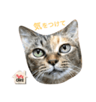 あんずちゃん其の10（個別スタンプ：14）