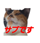 頑張れ たまさぶ君2（個別スタンプ：1）
