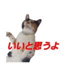 頑張れ たまさぶ君2（個別スタンプ：7）