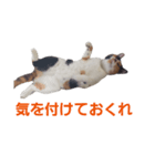 頑張れ たまさぶ君2（個別スタンプ：11）