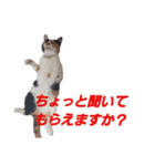 頑張れ たまさぶ君2（個別スタンプ：13）