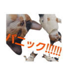 頑張れ たまさぶ君2（個別スタンプ：17）