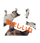 頑張れ たまさぶ君2（個別スタンプ：25）