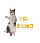 頑張れ たまさぶ君2（個別スタンプ：31）
