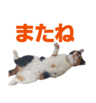 頑張れ たまさぶ君2（個別スタンプ：32）