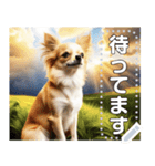 【犬】神々しいチワワ（個別スタンプ：16）