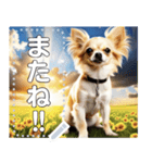 【犬】神々しいチワワ（個別スタンプ：24）