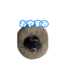 こんぶスタンプ2（個別スタンプ：5）