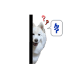 サモハスらんちゃん（個別スタンプ：3）