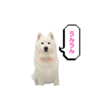 サモハスらんちゃん（個別スタンプ：7）