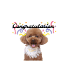 うちのぷーどる ③（個別スタンプ：9）