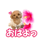 トイプーティナちゃん11ハイビスカス（個別スタンプ：1）