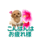 トイプーティナちゃん11ハイビスカス（個別スタンプ：3）