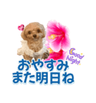 トイプーティナちゃん11ハイビスカス（個別スタンプ：4）