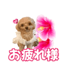 トイプーティナちゃん11ハイビスカス（個別スタンプ：5）