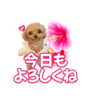 トイプーティナちゃん11ハイビスカス（個別スタンプ：6）