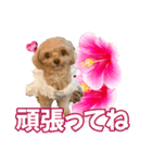 トイプーティナちゃん11ハイビスカス（個別スタンプ：7）