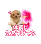 トイプーティナちゃん11ハイビスカス（個別スタンプ：8）