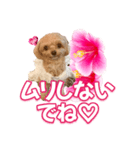 トイプーティナちゃん11ハイビスカス（個別スタンプ：9）